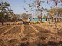 agriculture